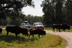 Elk Island NP